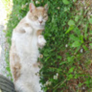 Meet your Posher, Langley